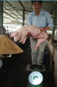 Nguyen Nhat Thao pig farm (Kien Tuong Commune, Moc Hoa District, Long An Province)