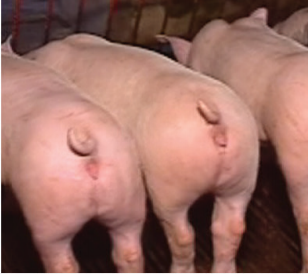 Uncle Ba Nhang pig farm – 30 sows (Tan Tru District, Long An Province)