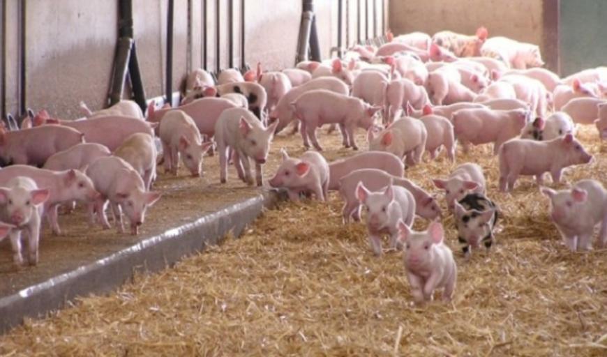 PORK PRICES ON 1 SEPTEMBER: HAS BEEN STABLIZED IN MANY PROVINCES ACROSS THE COUNTRY